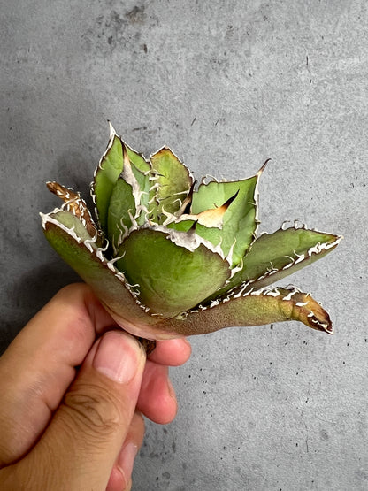 アガベ オテロイ 実生株 管理番号236