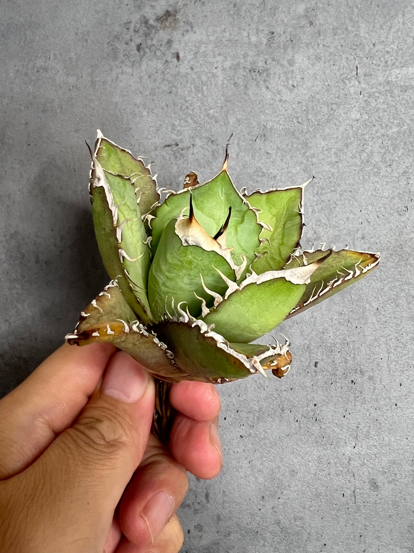 アガベ オテロイ 実生株 管理番号236