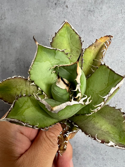 アガベ オテロイ 実生株 管理番号236