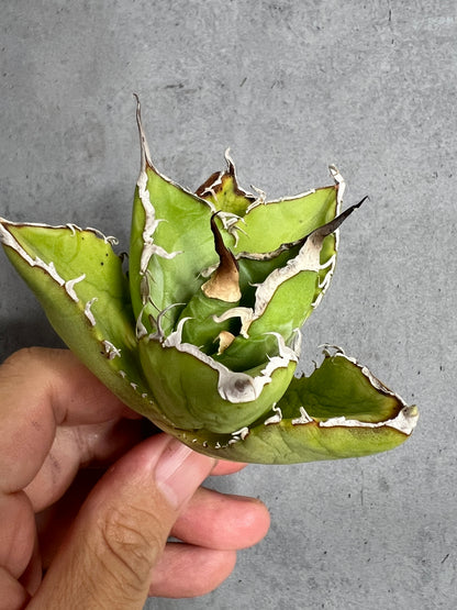 アガベ オテロイ 実生株 管理番号237