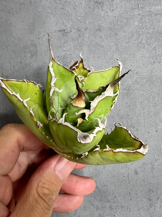 アガベ オテロイ 実生株 管理番号237