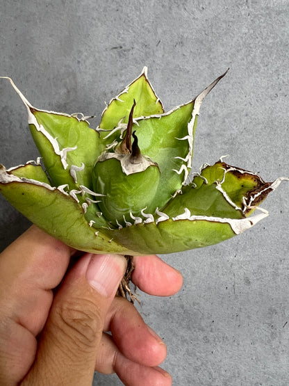 アガベ オテロイ 実生株 管理番号237