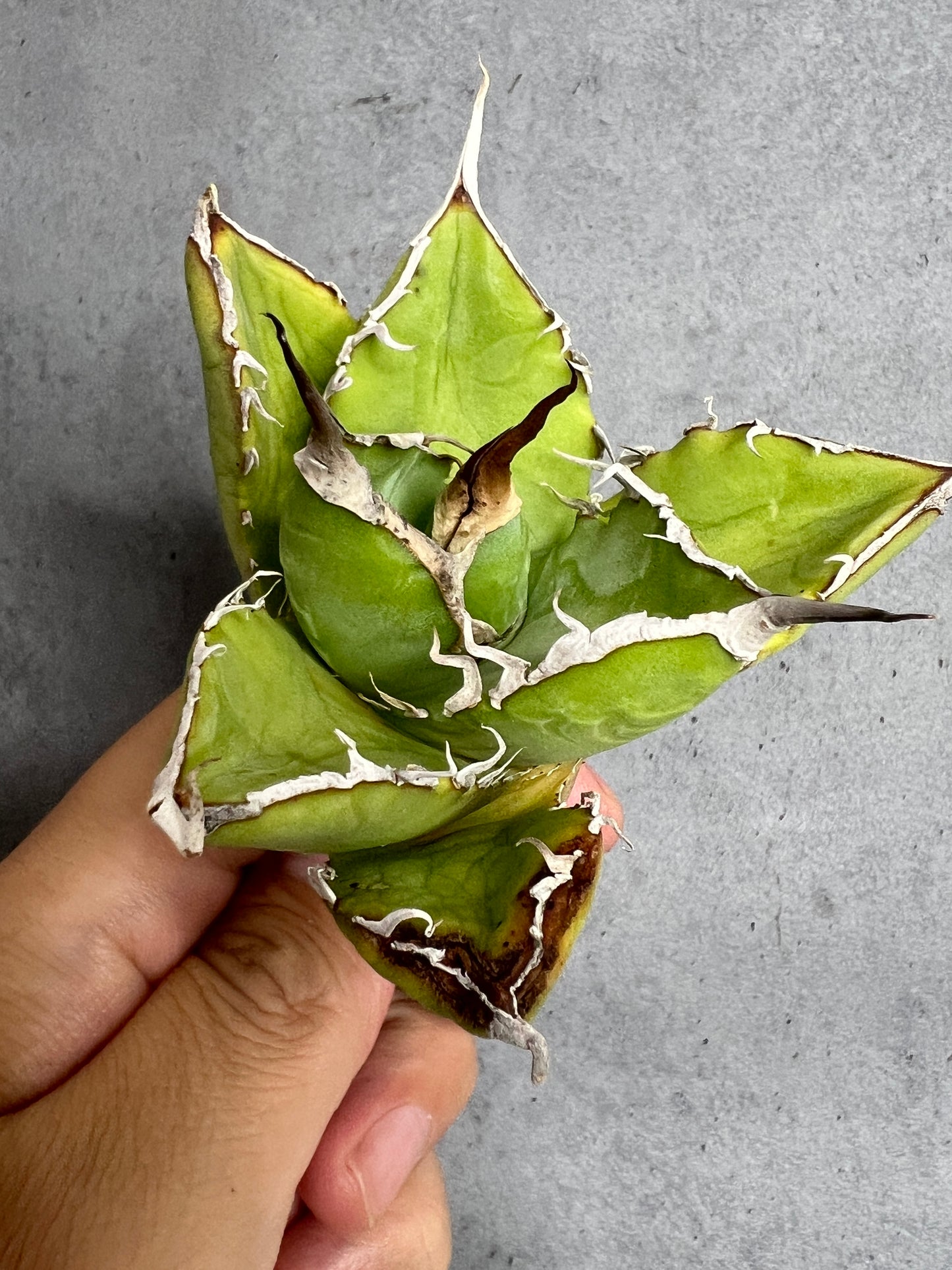 アガベ オテロイ 実生株 管理番号237