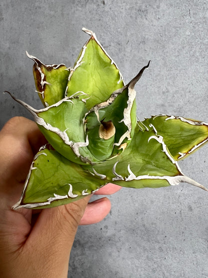 アガベ オテロイ 実生株 管理番号237