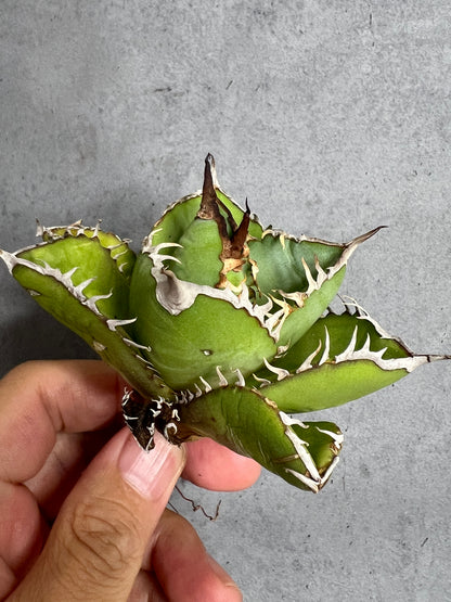 アガベ オテロイ 実生株 管理番号239