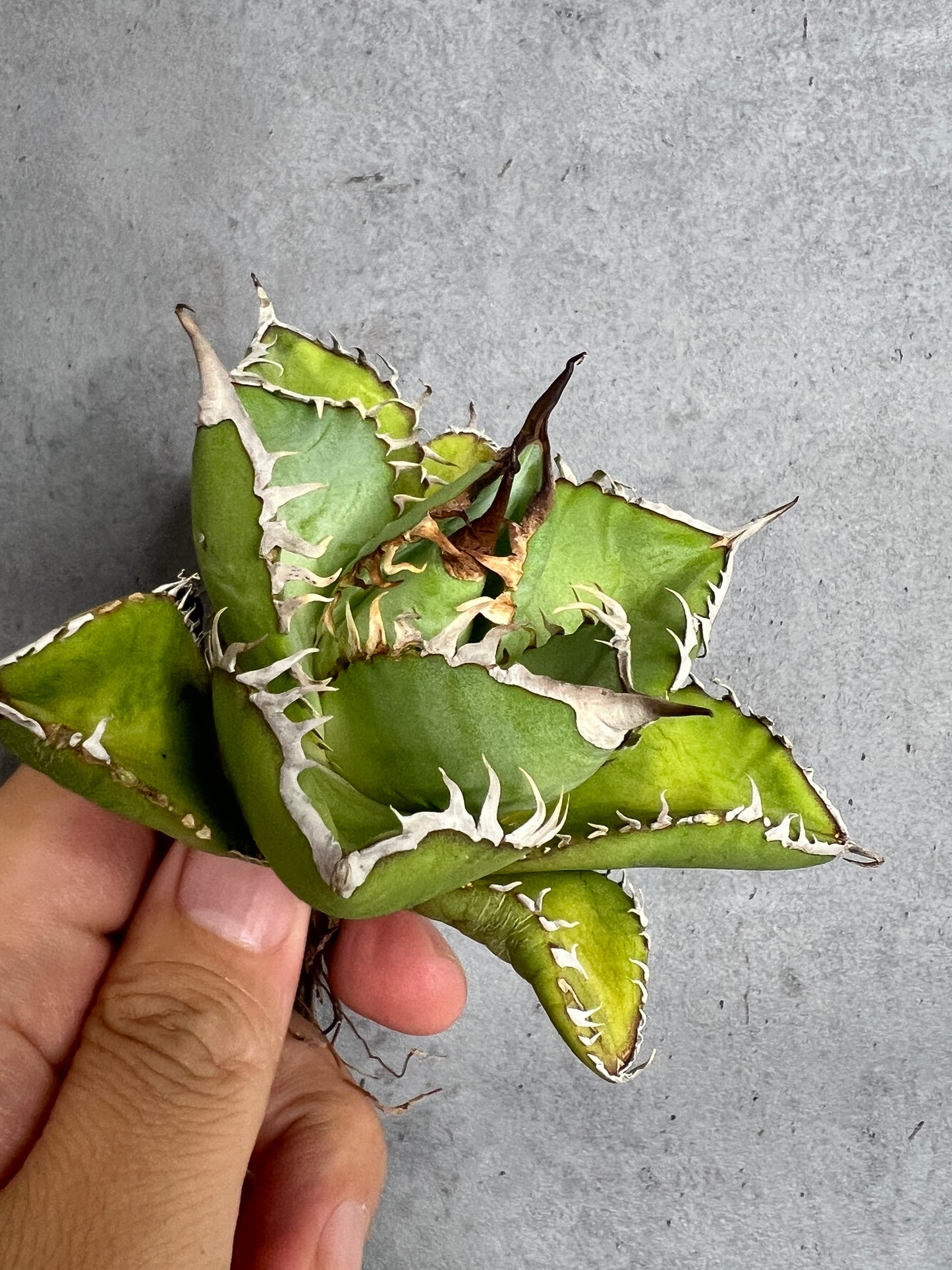 アガベ オテロイ 実生株 管理番号239