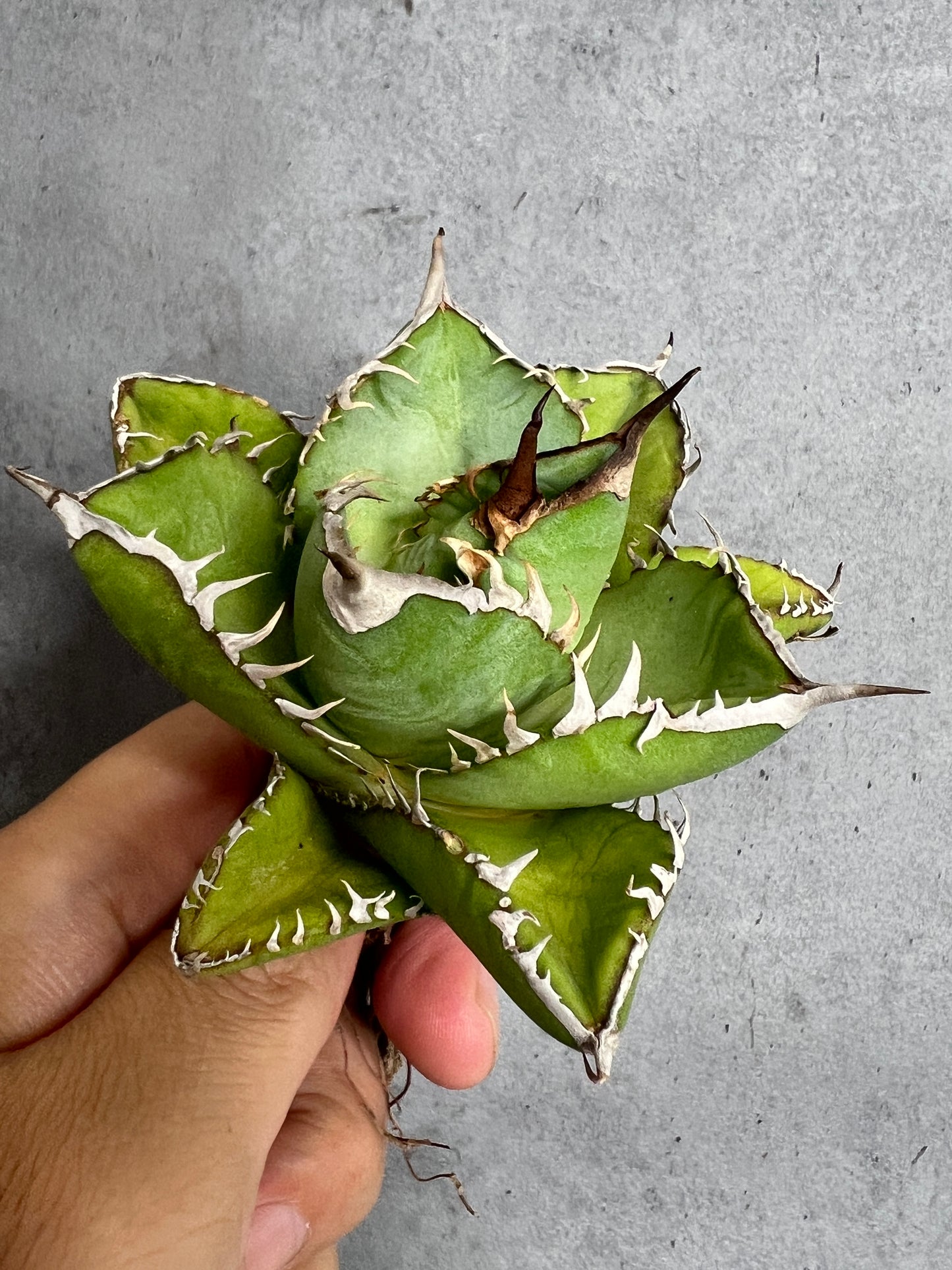 アガベ オテロイ 実生株 管理番号239