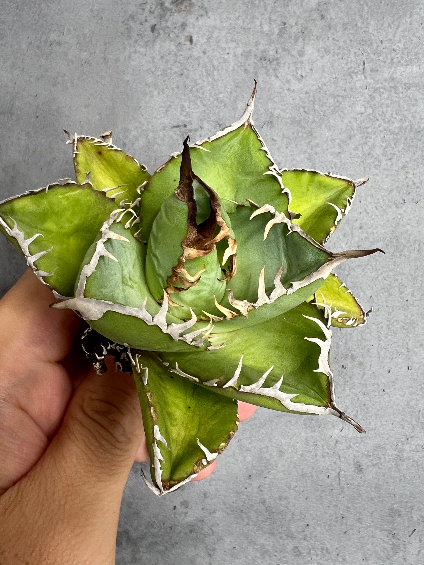 アガベ オテロイ 実生株 管理番号239