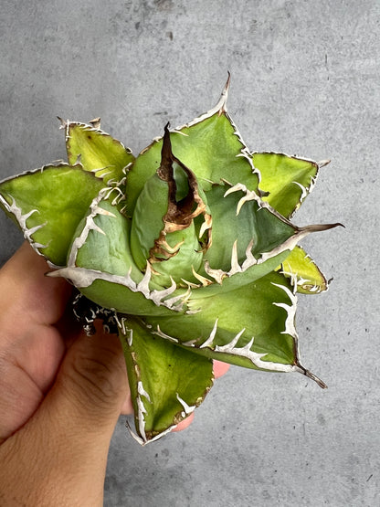 アガベ オテロイ 実生株 管理番号239