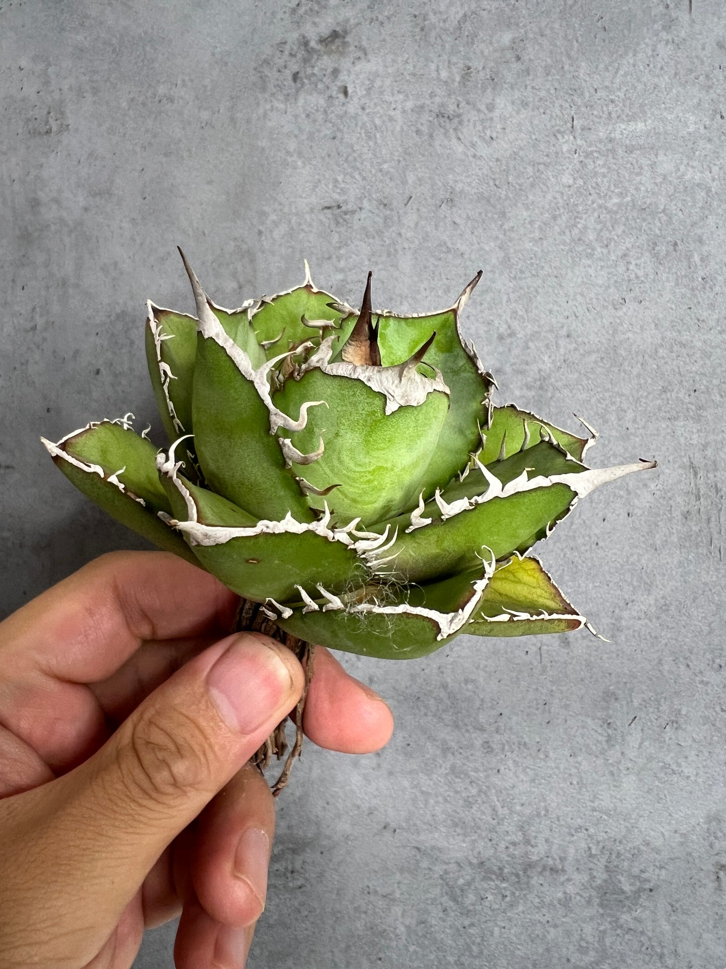 アガベ オテロイ 実生株 管理番号219