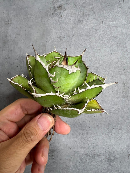 アガベ オテロイ 実生株 管理番号219