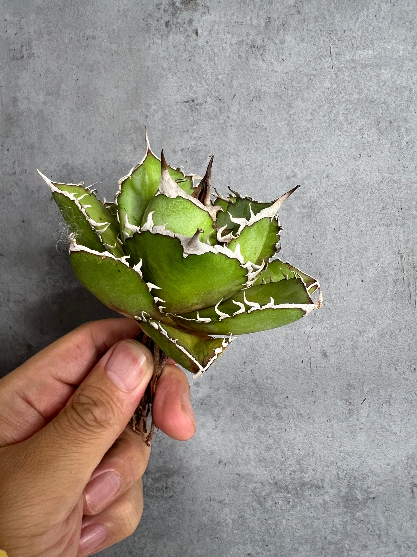 アガベ オテロイ 実生株 管理番号219