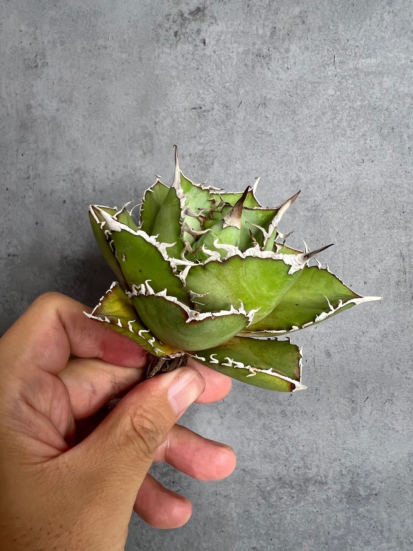 アガベ オテロイ 実生株 管理番号219