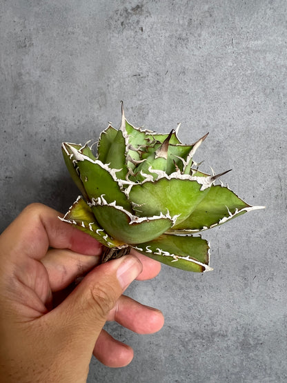 アガベ オテロイ 実生株 管理番号219