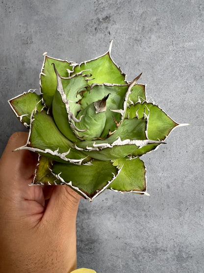 アガベ オテロイ 実生株 管理番号219