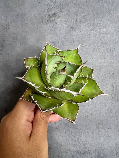 アガベ オテロイ 実生株 管理番号219