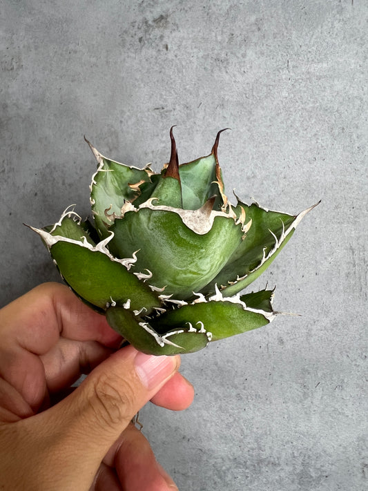 アガベ オテロイ 実生株 管理番号228