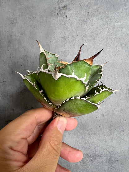 アガベ オテロイ 実生株 管理番号228