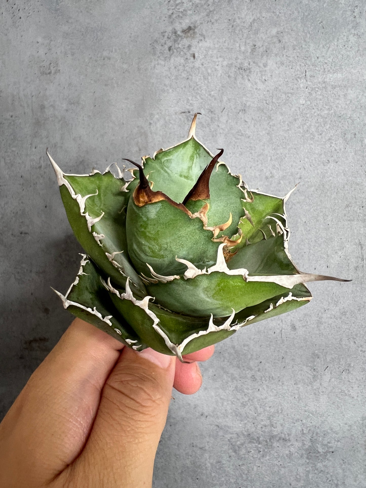 アガベ オテロイ 実生株 管理番号228