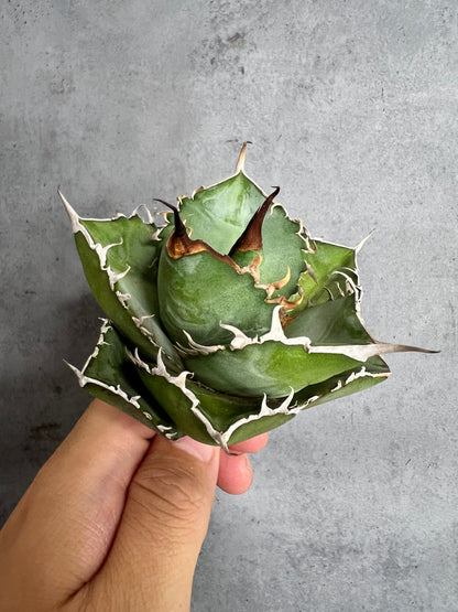 アガベ オテロイ 実生株 管理番号228