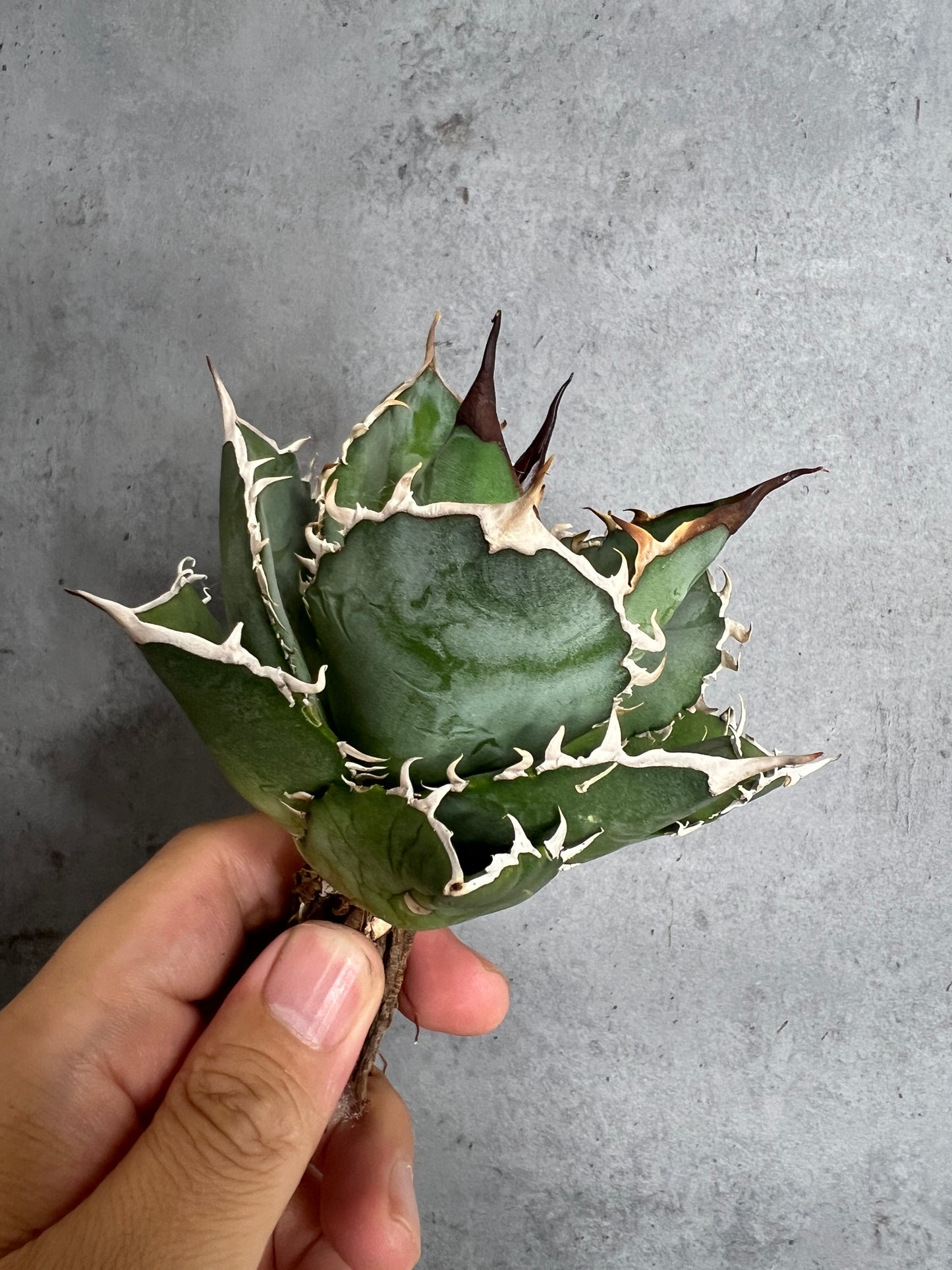 アガベ オテロイ 実生株 管理番号215