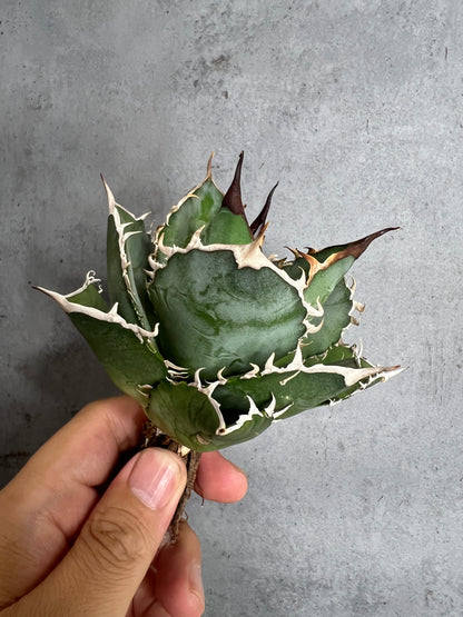 アガベ オテロイ 実生株 管理番号215