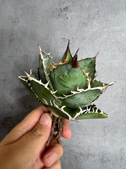 アガベ オテロイ 実生株 管理番号215