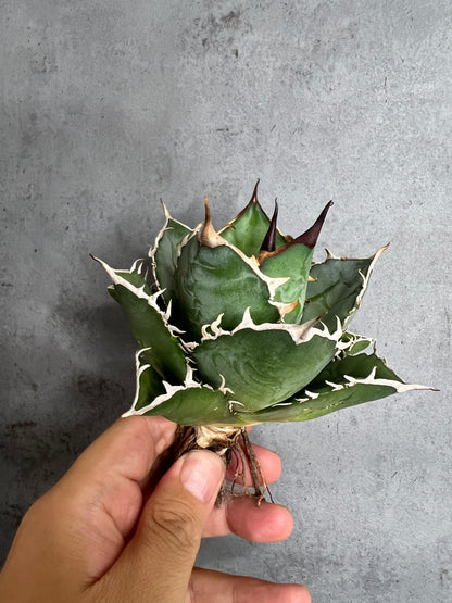 アガベ オテロイ 実生株 管理番号215