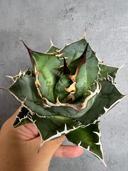 アガベ オテロイ 実生株 管理番号215